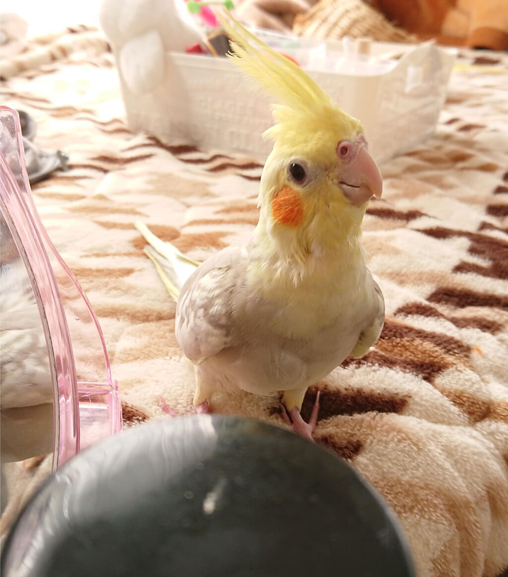 最近のオカメ様 21 6 11 オカメインコ暮らし 最近のオカメ様 21 6 11 オカメインコ暮らし