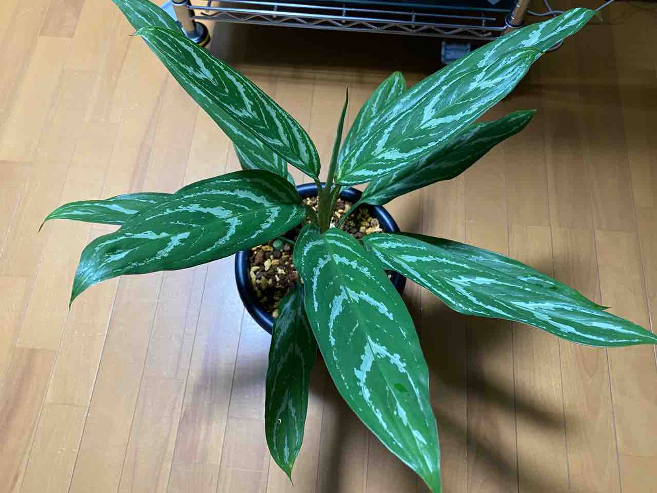 【本物】アグラオネマ　カーティシー　A株（管理番号）多少　葉傷あります。 本物】アグラオネマ カーティシー A株（管理番号）多少 葉傷