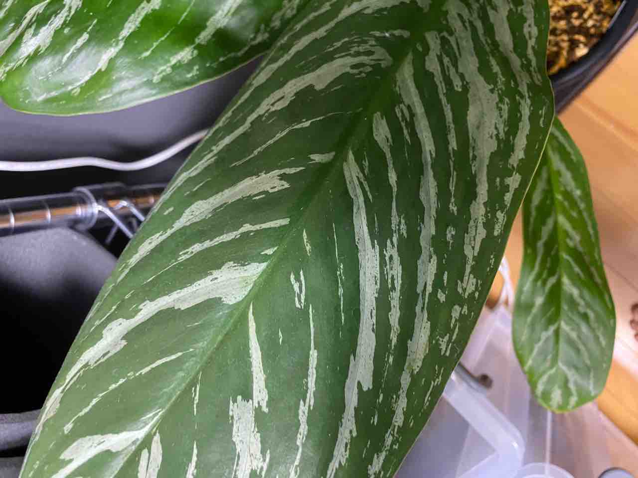 アグラオネマ 二ティドゥーム カーティシー 管理番号0007 アグラオネマ