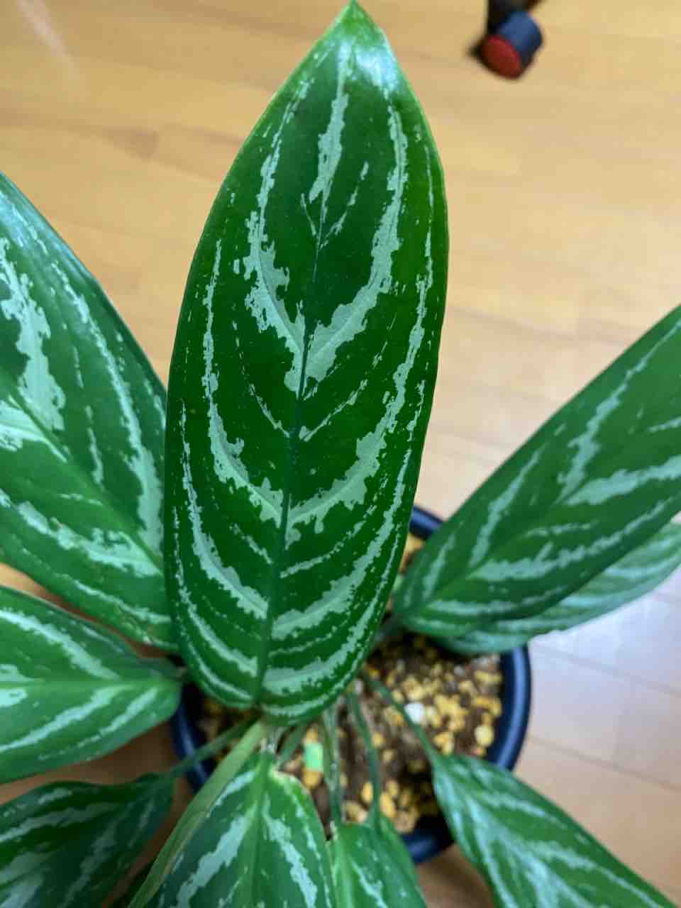 アグラオネマ カーティシー アグラオネマ カーティシーAglaonema