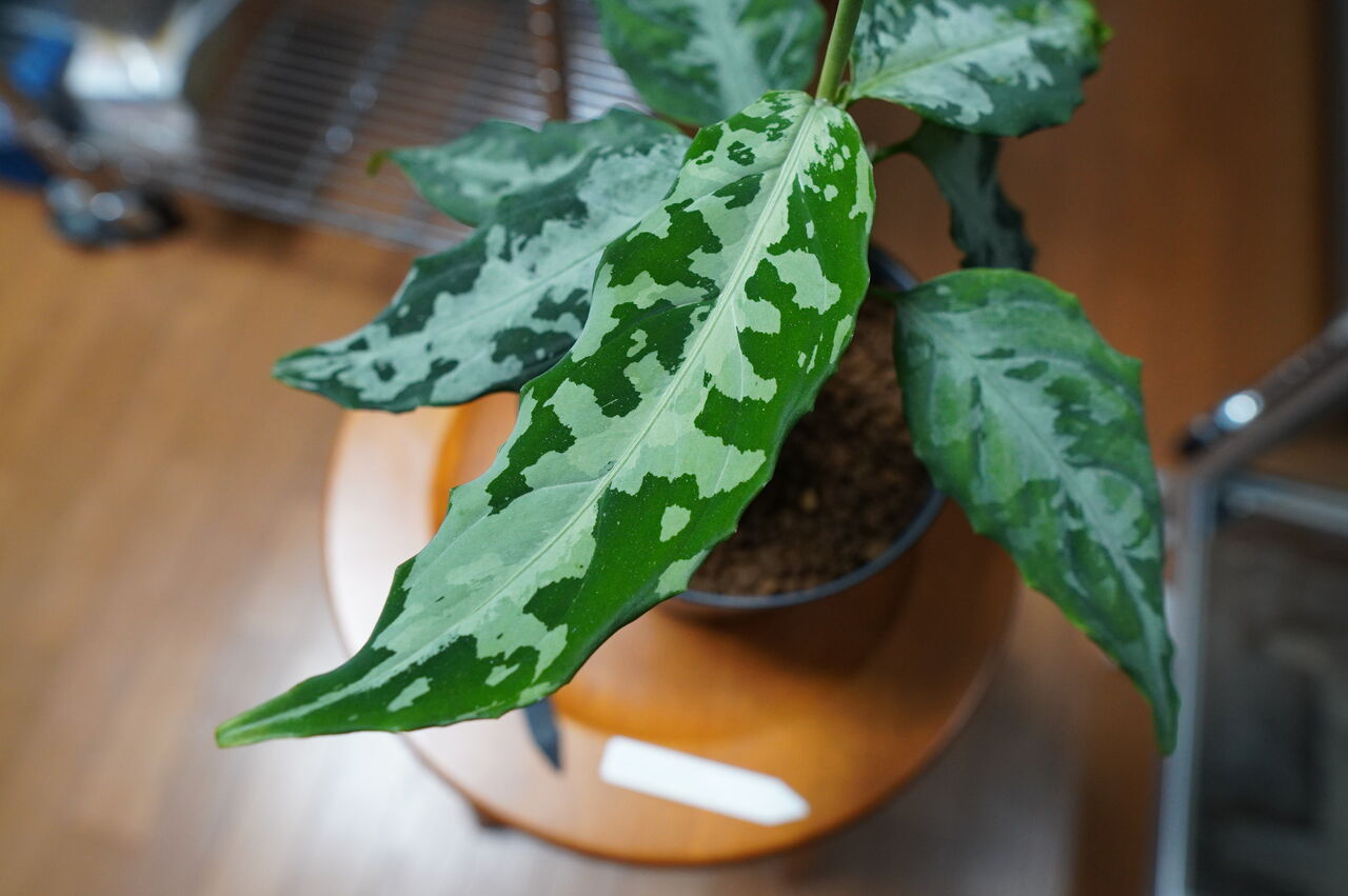 アグラオネマ　LA1016-03j Aglaonema pictum AP Aceh, Sumatera, LA1016-03j