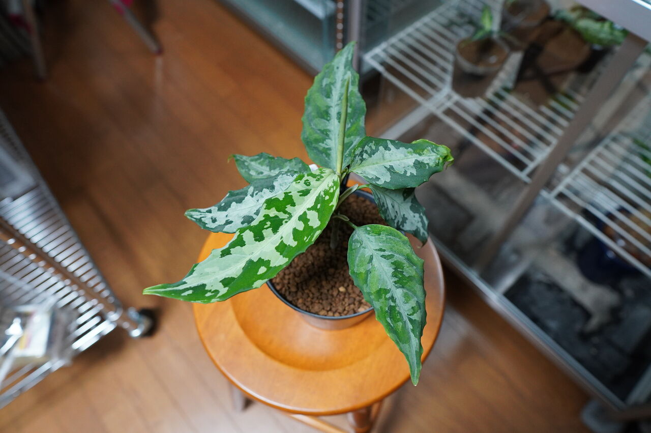 アグラオネマ　LA1016-03j Aglaonema pictum AP Aceh sumatera【LA1016-03j】 : 猪突猛進
