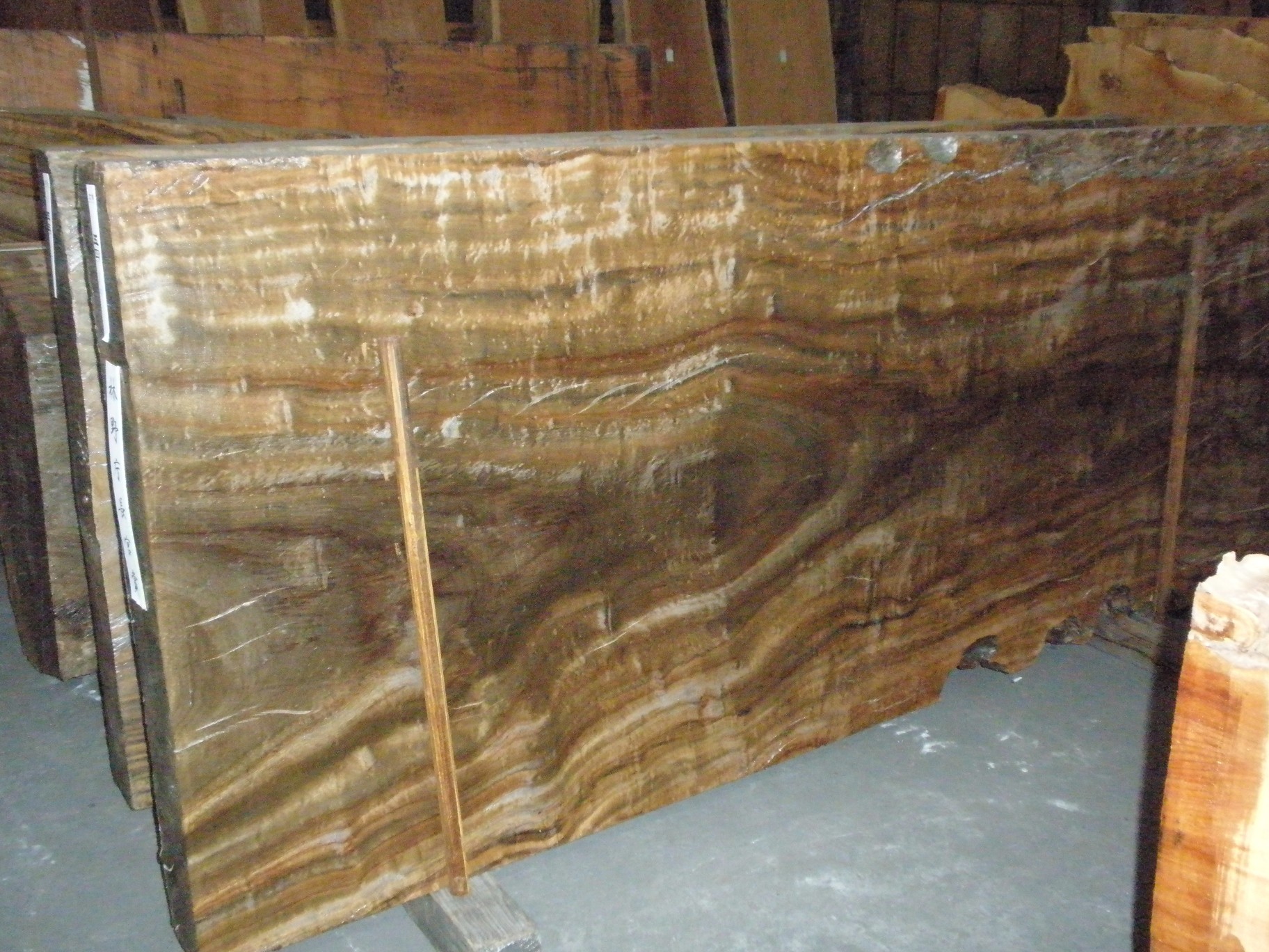 希少神代楠根幹 天然神代楠 掘り起こされた自然ねっこ