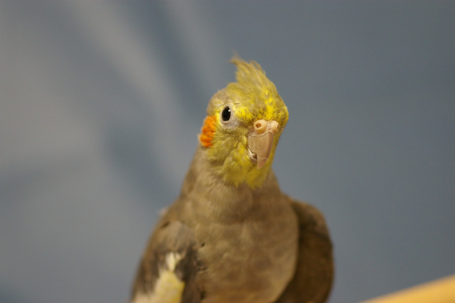 絶対オカメインコ主義っ 旧 片福面八目亭ブログplus オカメインコの繁殖 絶対オカメインコ主義っ 旧 片福面八目亭ブログplus オカメインコの繁殖