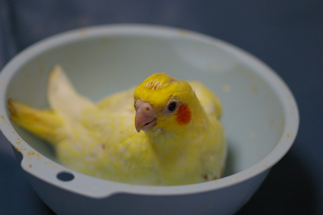 絶対オカメインコ主義っ 旧 片福面八目亭ブログplus オカメインコの繁殖 絶対オカメインコ主義っ 旧 片福面八目亭ブログplus オカメインコの繁殖