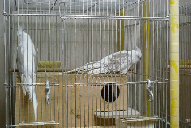 絶対オカメインコ主義っ 旧 片福面八目亭ブログplus オカメインコの繁殖 絶対オカメインコ主義っ 旧 片福面八目亭ブログplus オカメインコの繁殖
