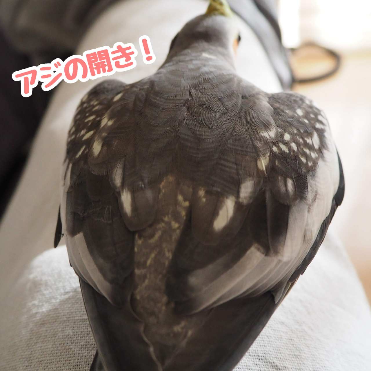 ニューのアジの開き New ユニブログ