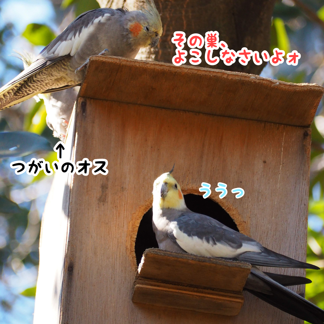 キャンベルタウン野鳥の森に行ってきました New ユニブログ キャンベルタウン野鳥の森に行ってきました New ユニブログ