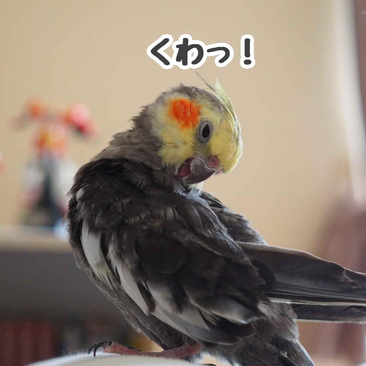 ニューの尻尾羽繕い New ユニブログ