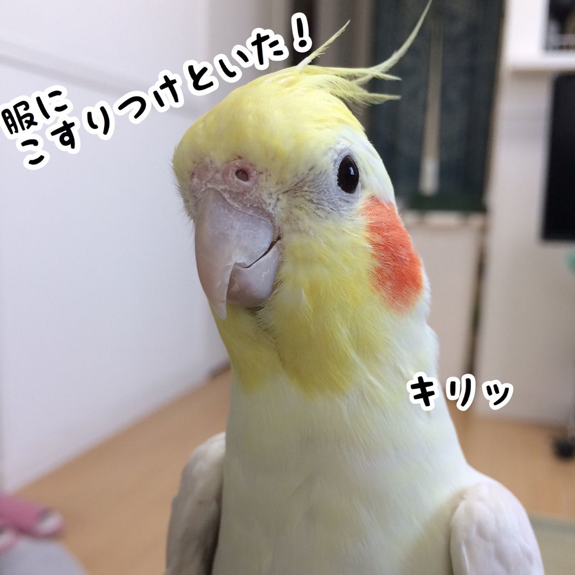 ユニはイケメンオカメインコ New ユニブログ