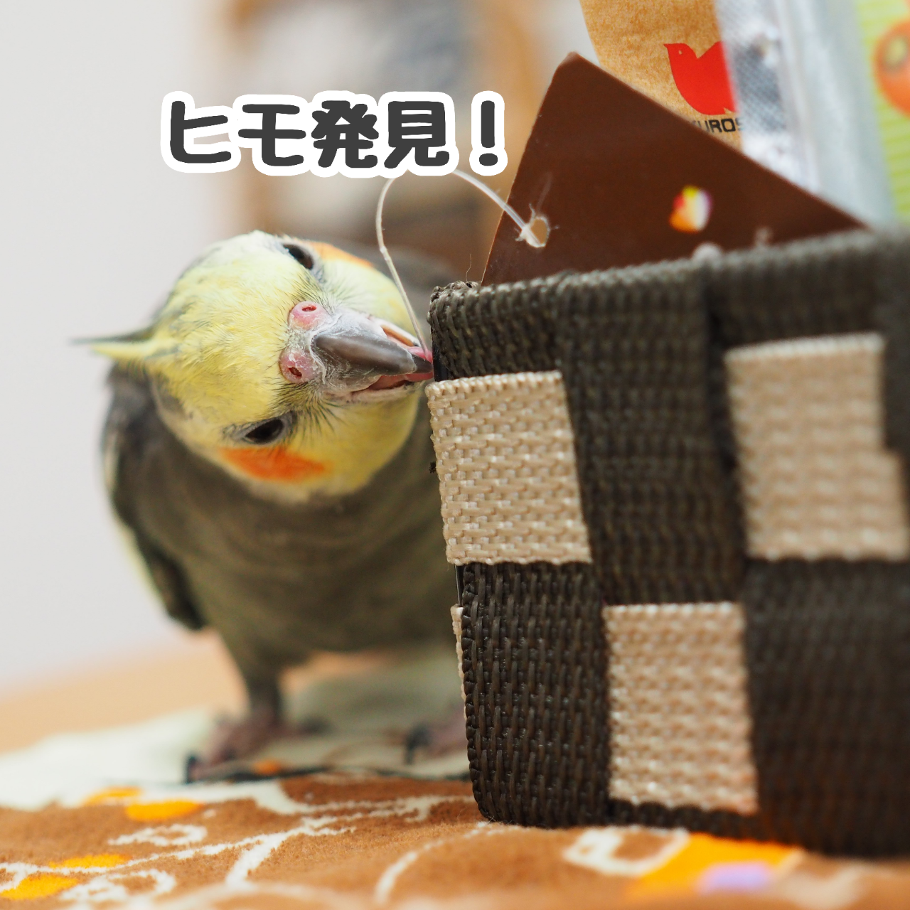 ニューとタグ New ユニブログ