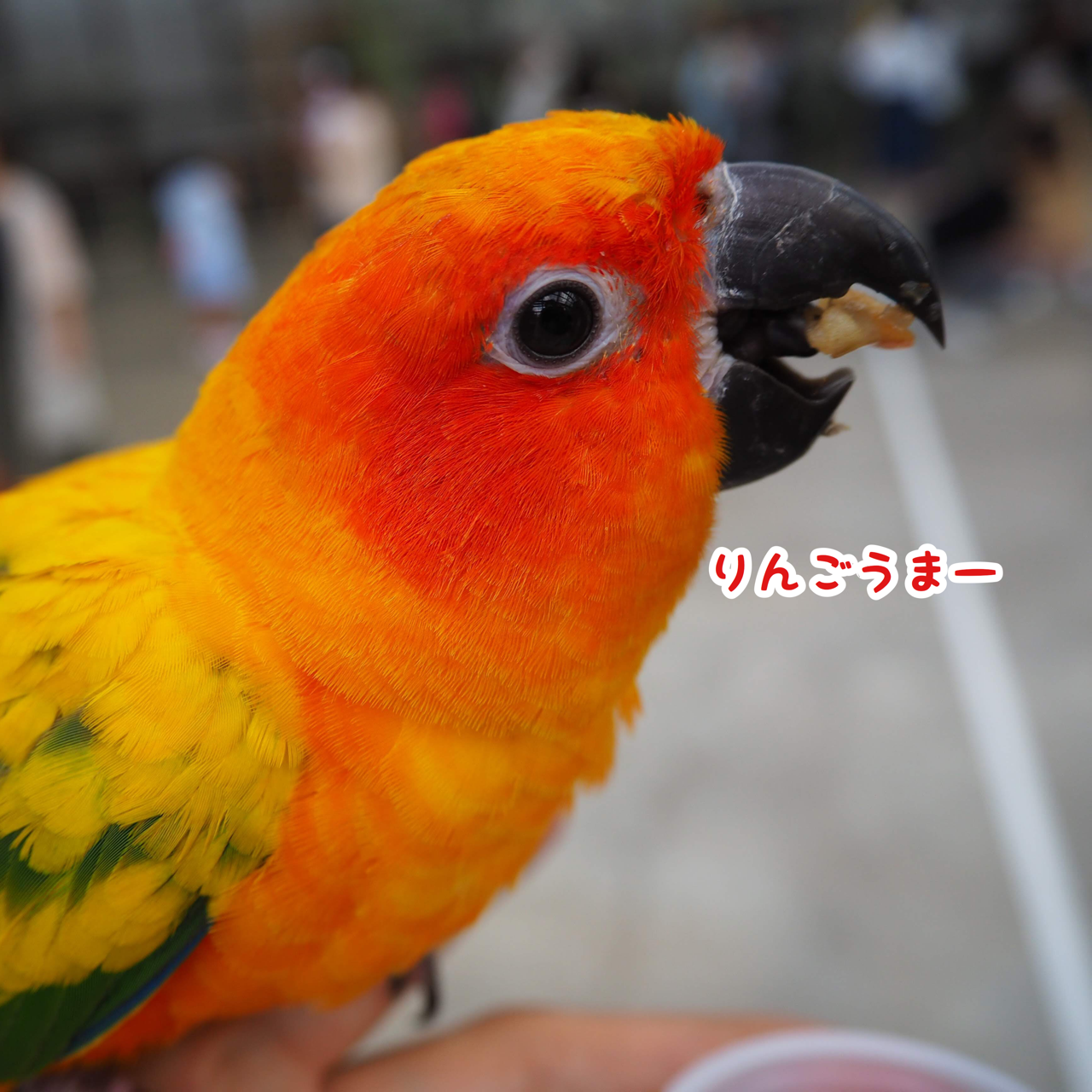 掛川花鳥園ことり万博に行ってきました New ユニブログ 掛川花鳥園ことり万博に行ってきました New ユニブログ