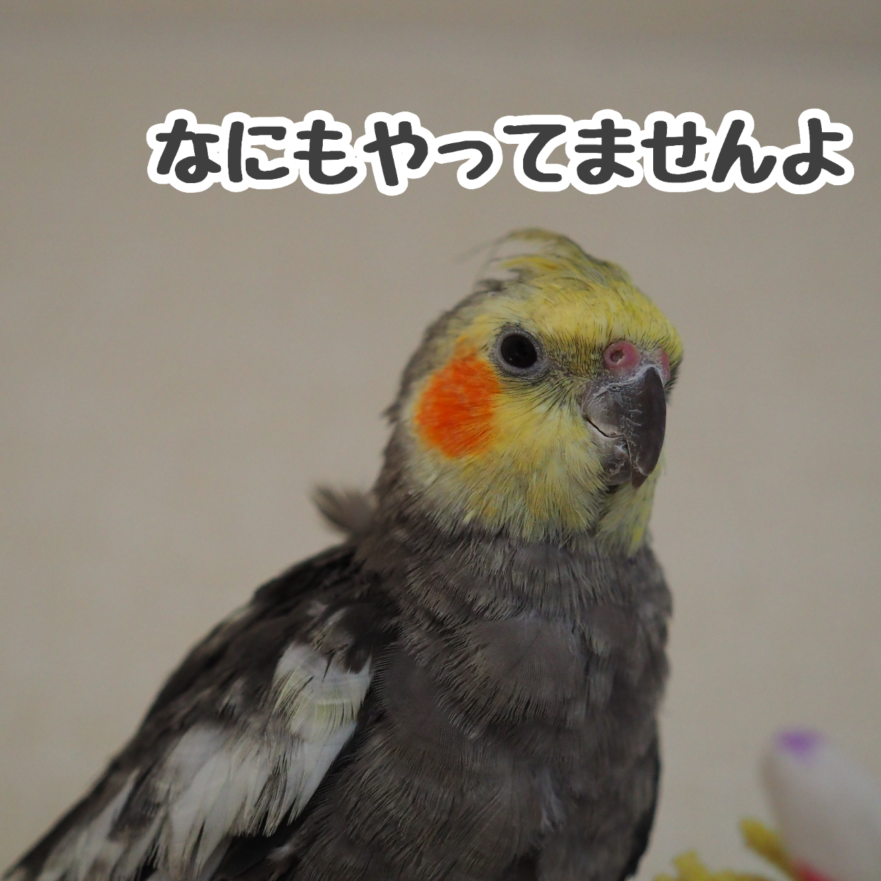 こっそりニュー New ユニブログ こっそりニュー New ユニブログ