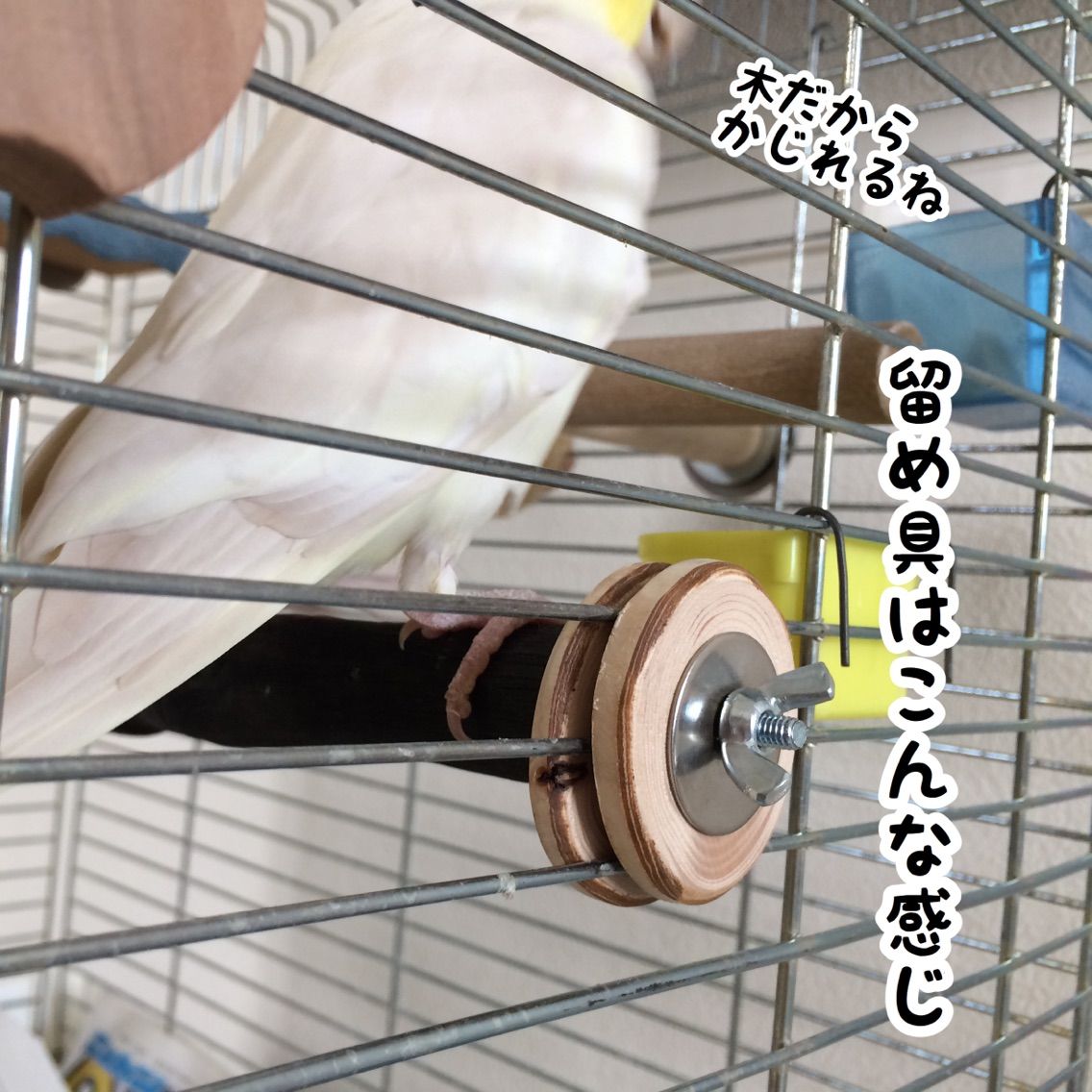ユニの初体験『備長炭止まり木』 : NEW!ユニブログ