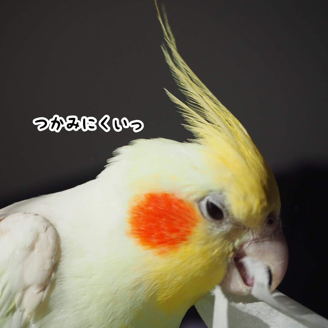 オカメインコ 壁紙 高品質の壁紙のhd壁紙 オカメインコ 壁紙 高品質の壁紙のhd壁紙
