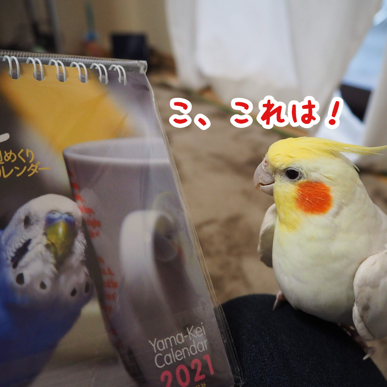 ユニといんこ日和カレンダー21 New ユニブログ ユニといんこ日和カレンダー21 New ユニブログ