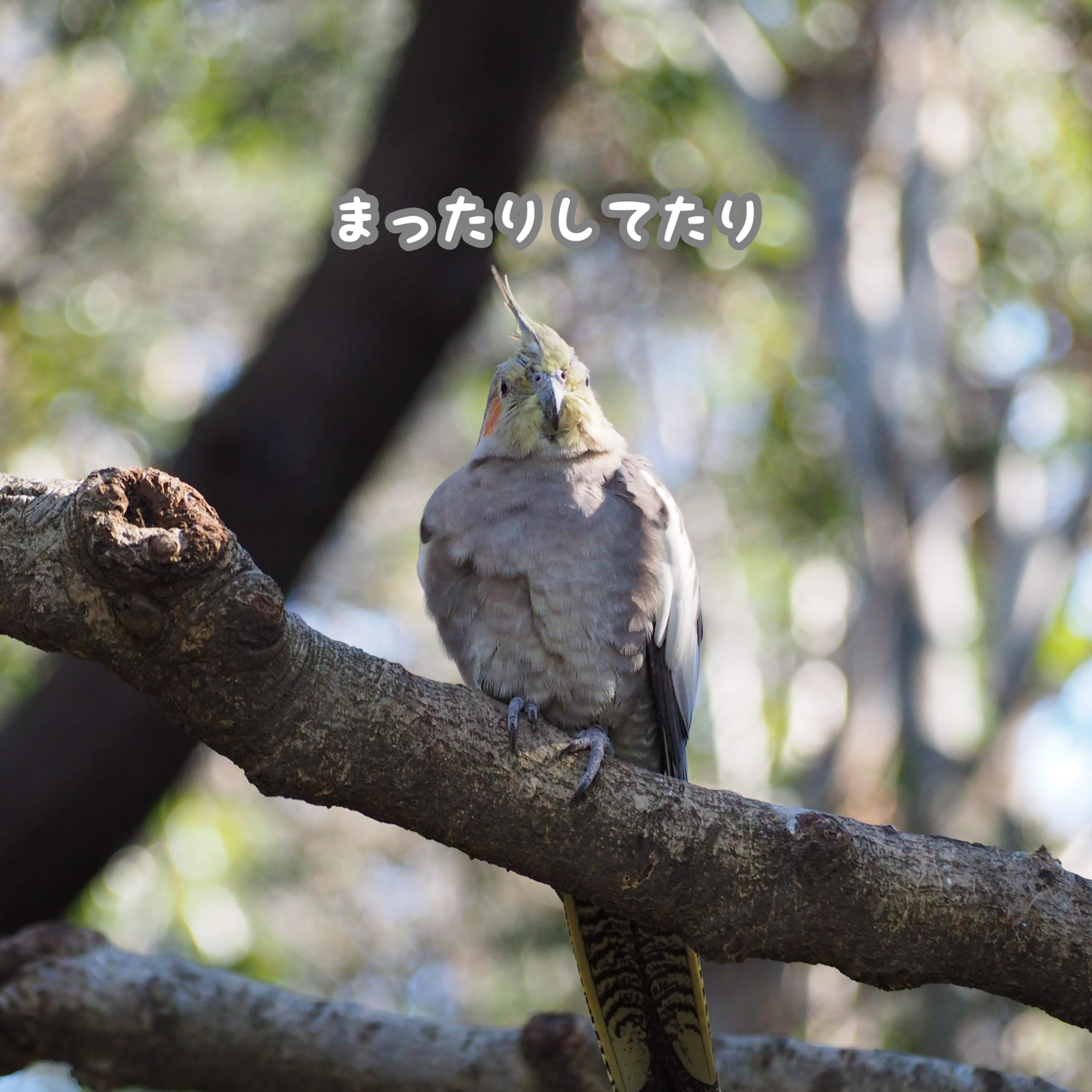 キャンベルタウン野鳥の森に行ってきました New ユニブログ キャンベルタウン野鳥の森に行ってきました New ユニブログ