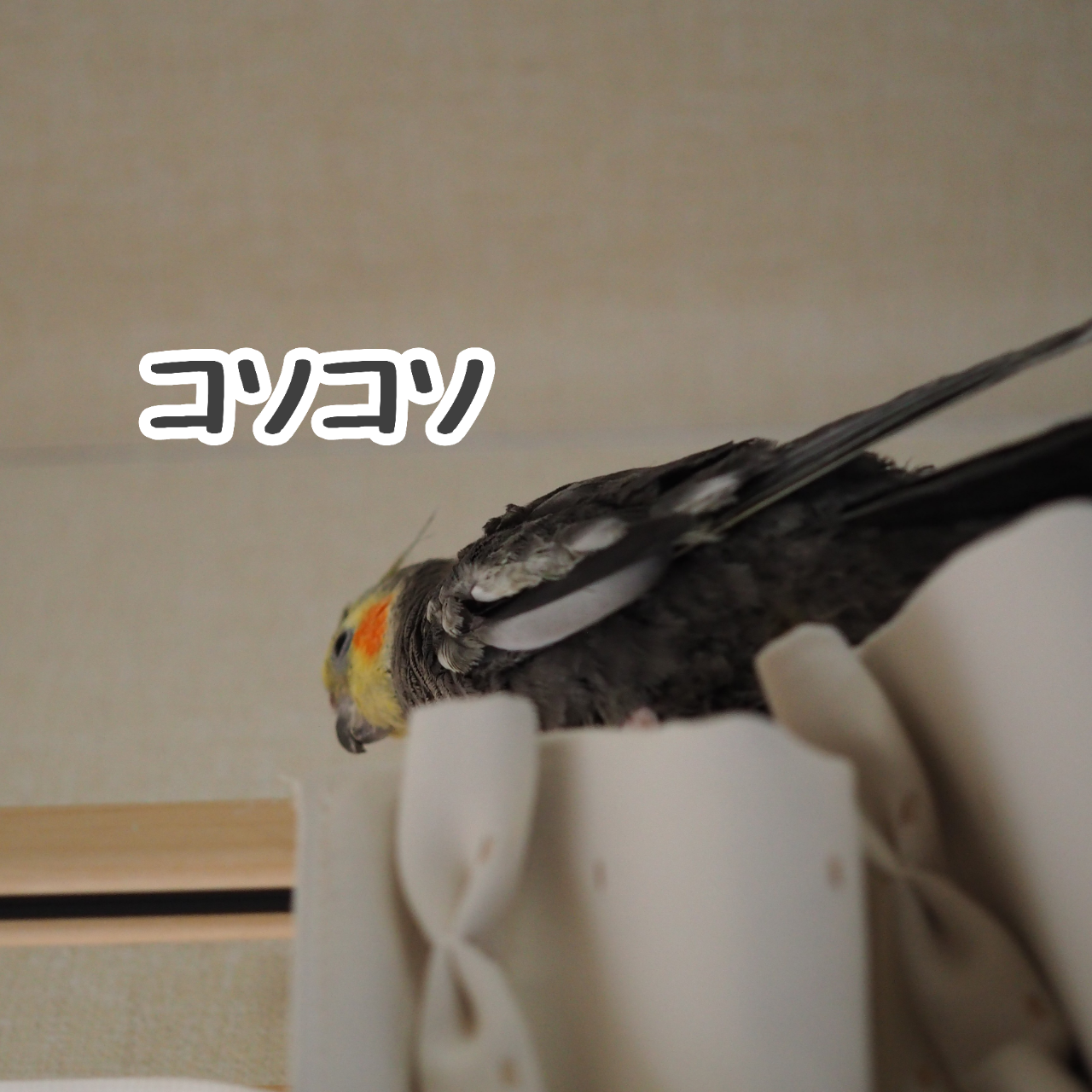 こっそりニュー New ユニブログ こっそりニュー New ユニブログ