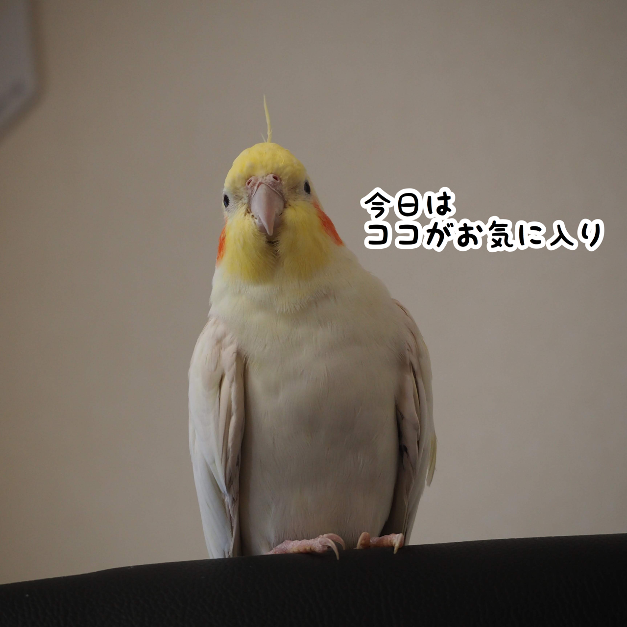 ユニの足のメンテナンス New ユニブログ ユニの足のメンテナンス New ユニブログ
