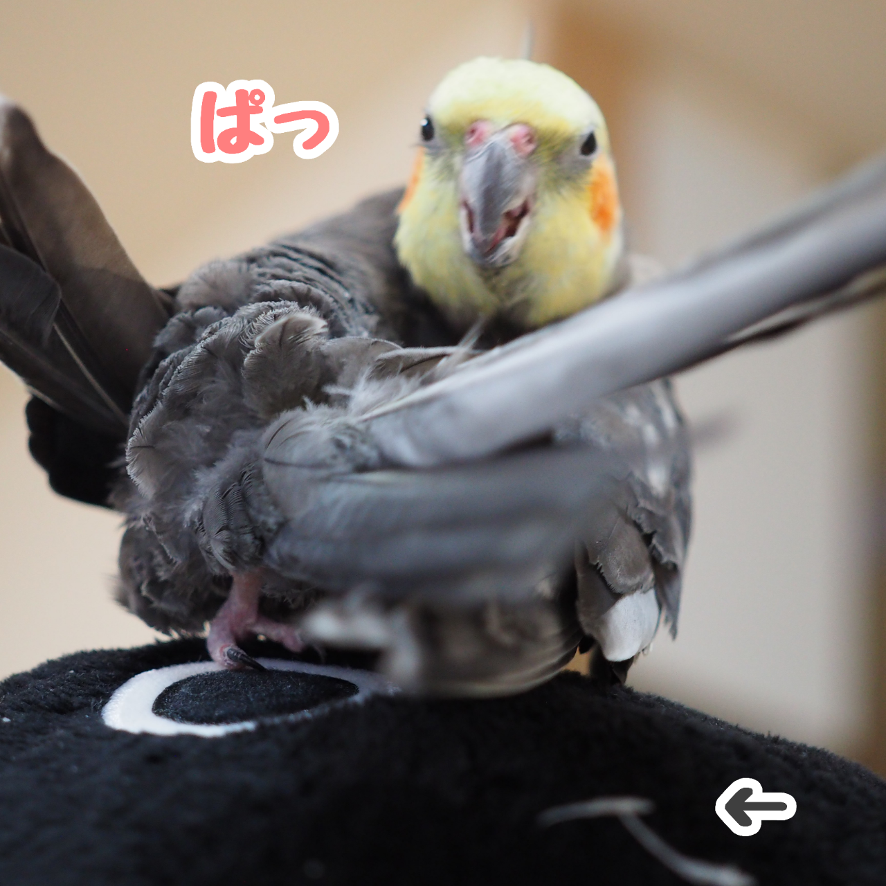ニューの羽繕いは変な体勢 New ユニブログ