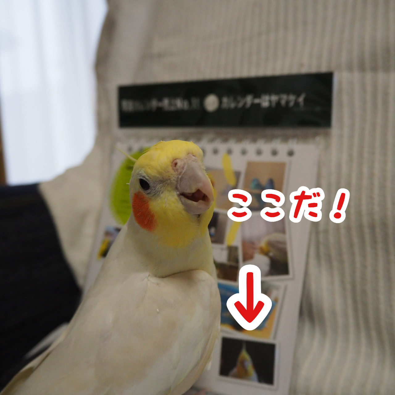 ユニといんこ日和カレンダー21 New ユニブログ