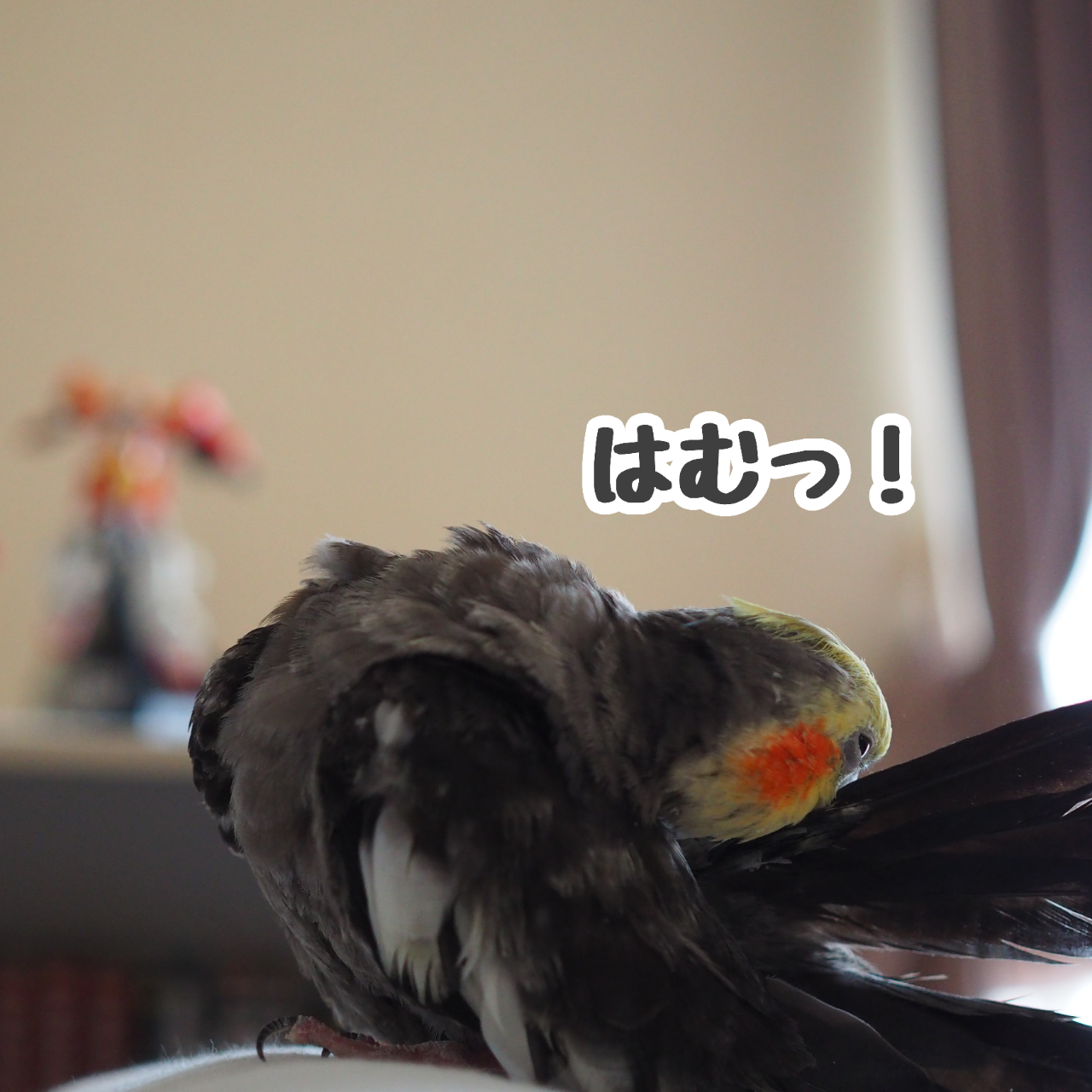 ニューの尻尾羽繕い New ユニブログ