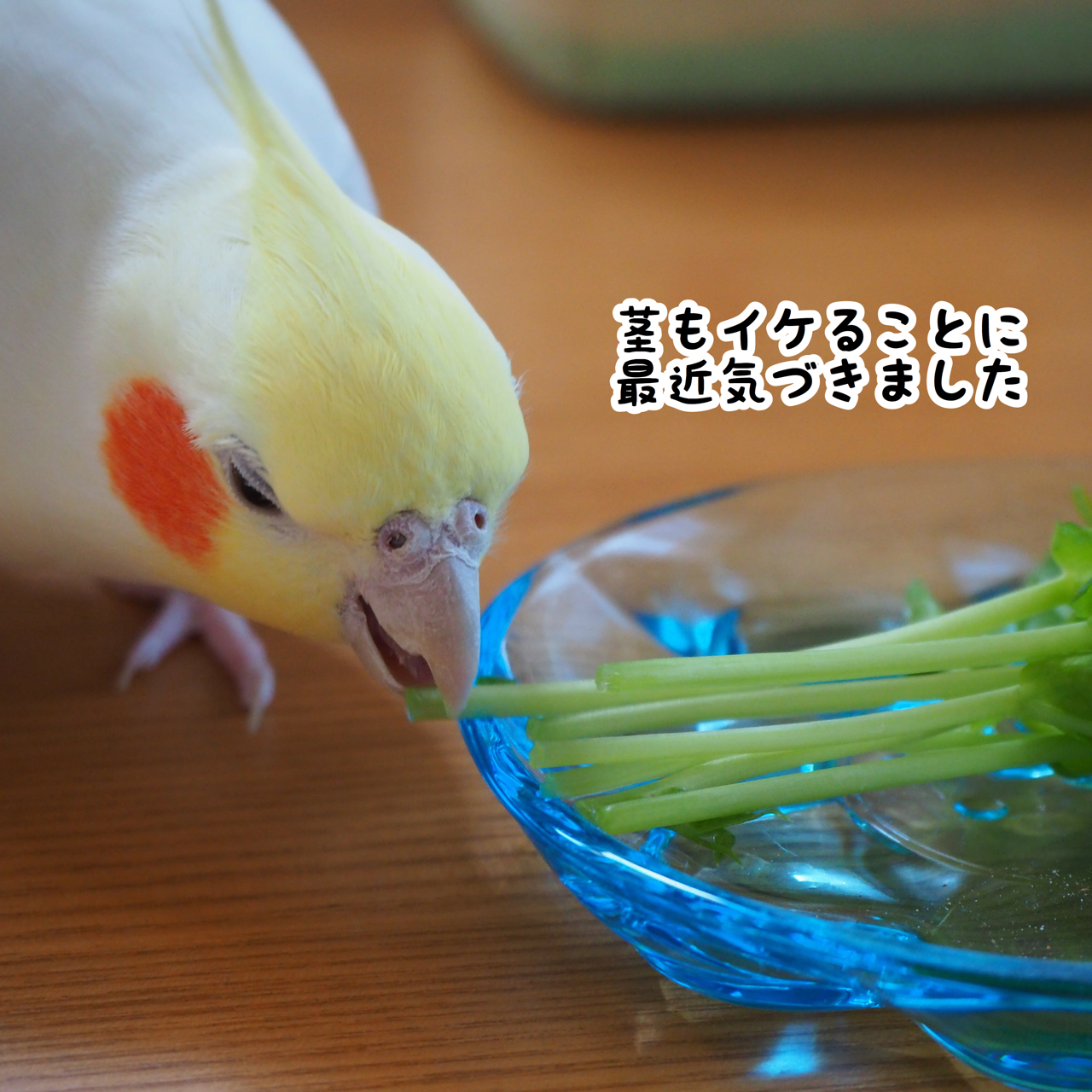 豆苗を食べるユニ New ユニブログ