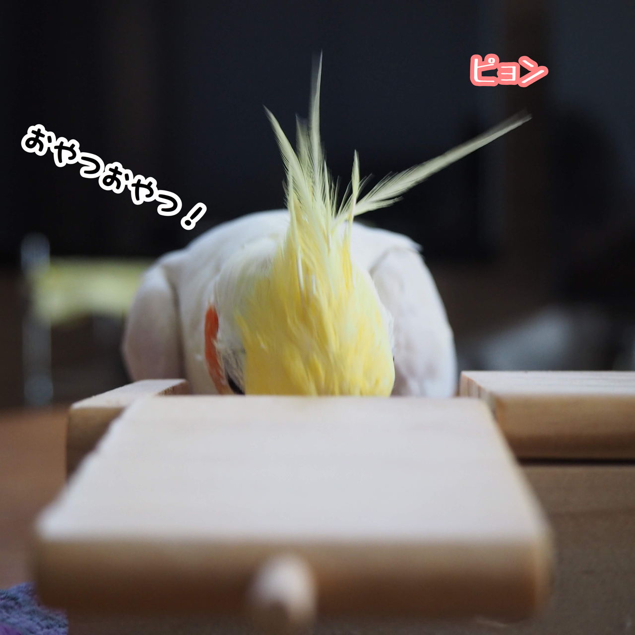 トサカが変なユニ New ユニブログ