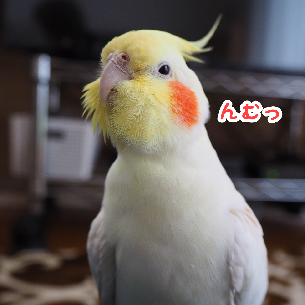 ユニのあくびフェチ New ユニブログ ユニのあくびフェチ New ユニブログ