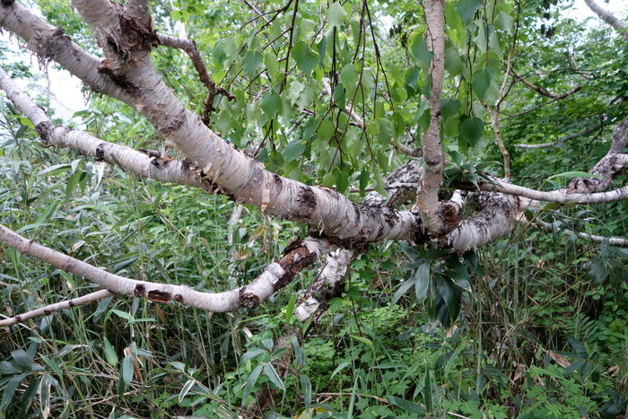 DSC06595