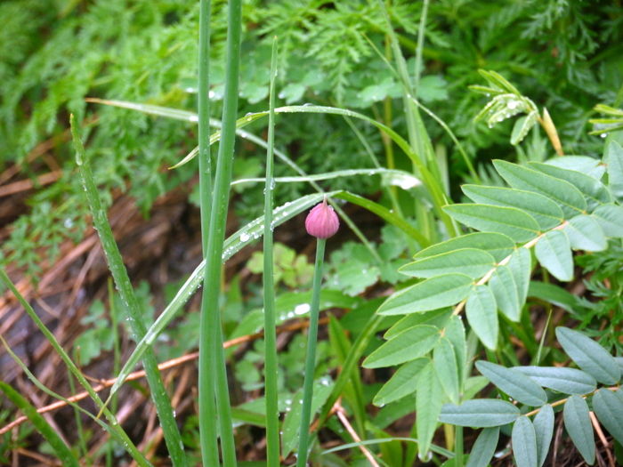 P1000086