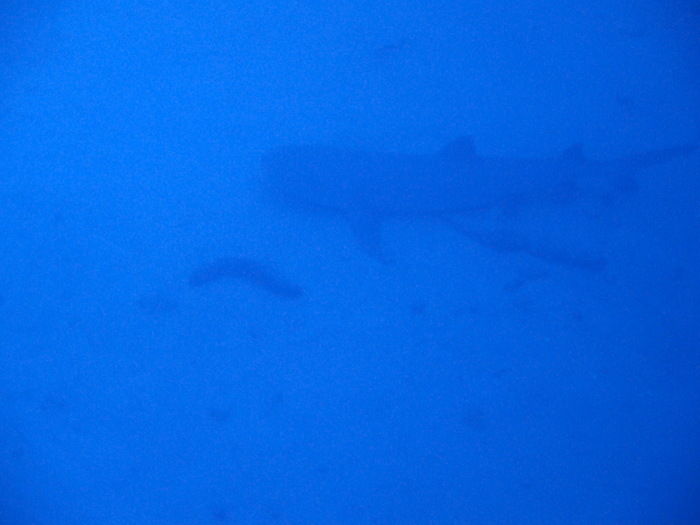 P3091435