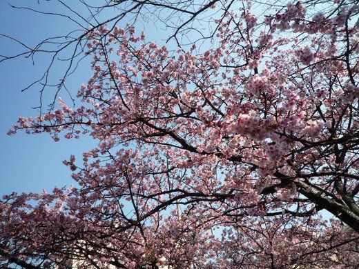 さぷら伊豆 渋谷の平日 伊豆の休日 熱海 和食処 こばやし