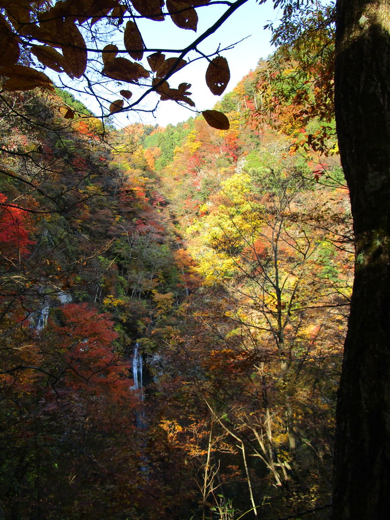 大柳川渓谷 秋の渓谷 滝と紅葉と吊橋と その3 山梨県 滝見台 五段の滝 天淵の滝 Teku Log