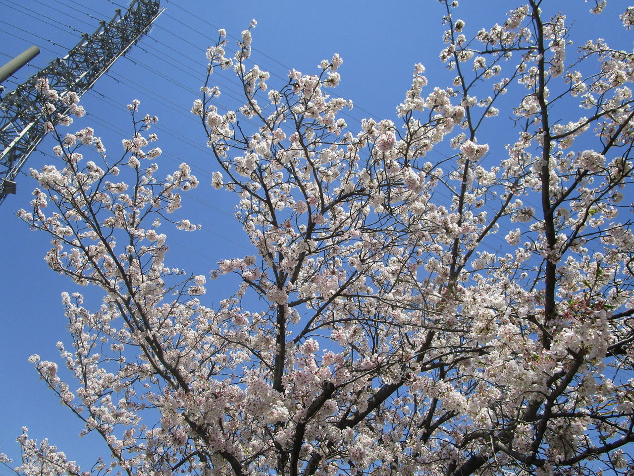 藤と香りの道 桜の小道をのんびりと 磐田市 池田川桜並木 Teku Log 藤と香りの道 桜の小道をのんびりと 磐田市 池田川桜並木 Teku Log