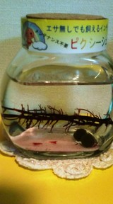 これがエビですよ