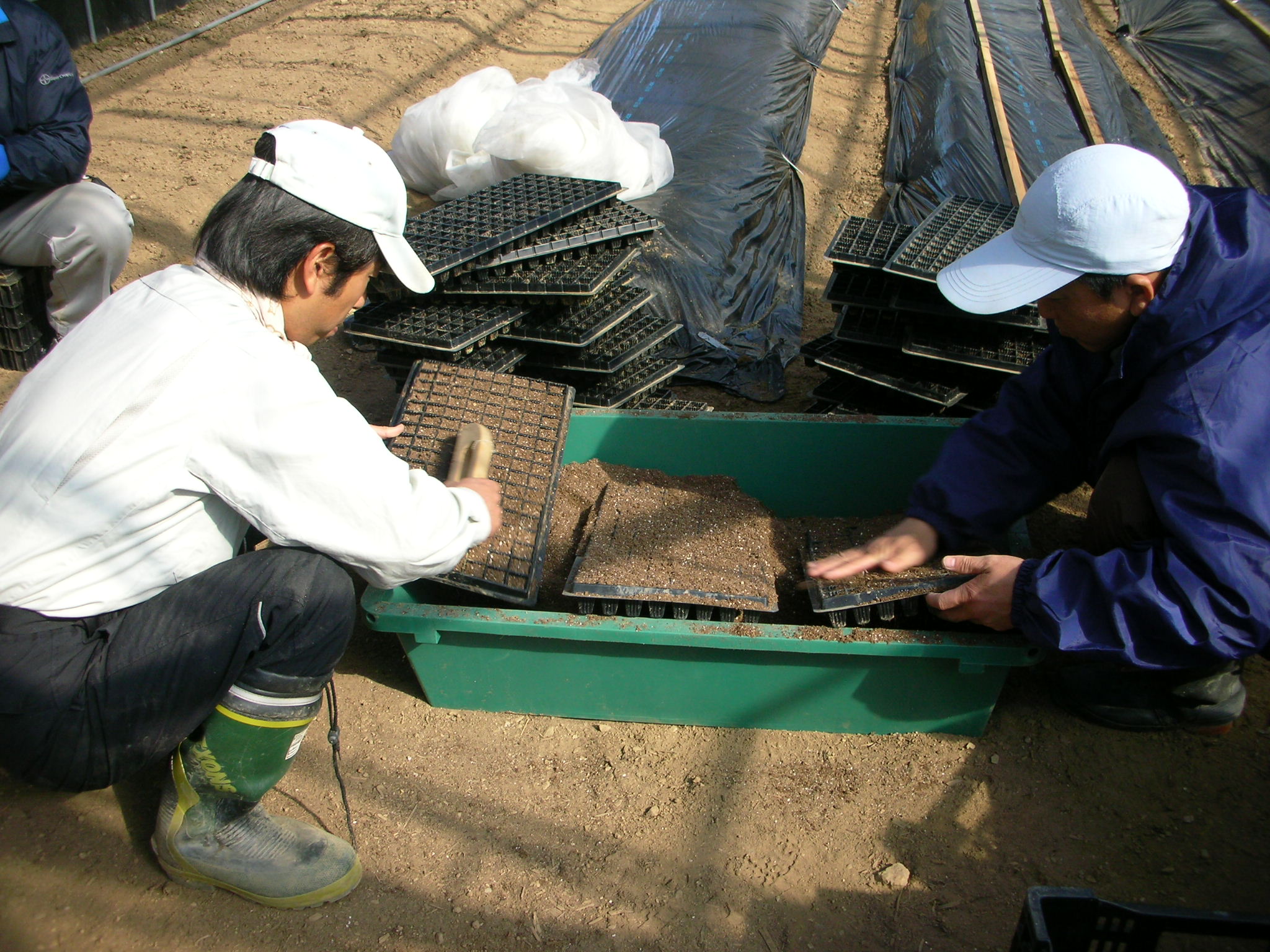 レタス キャベツ播種 自然と仲良く岡本の有機な農業研修奮闘記