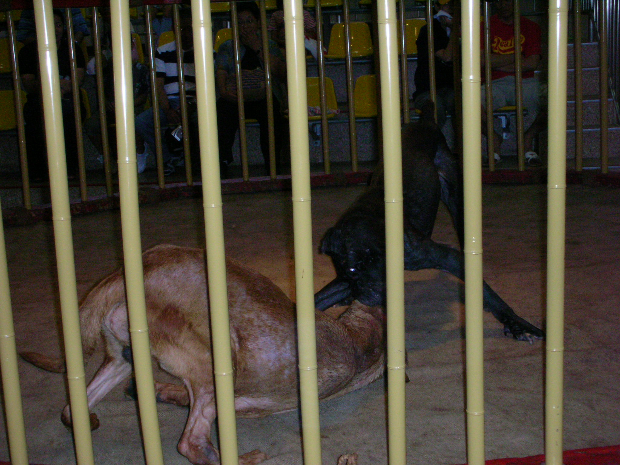 闘犬試合観戦 自然と仲良く岡本の有機な農業研修奮闘記