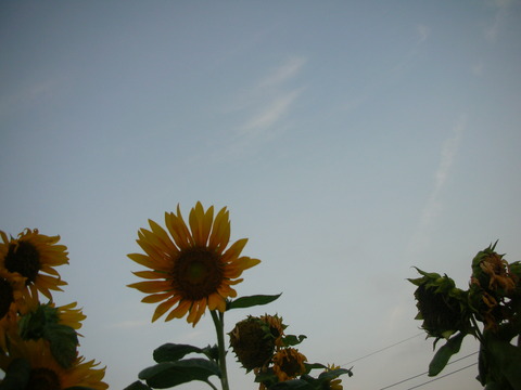 夏の朝