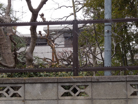 DSCN9265