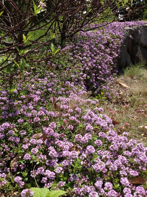 レモンタイムの花2