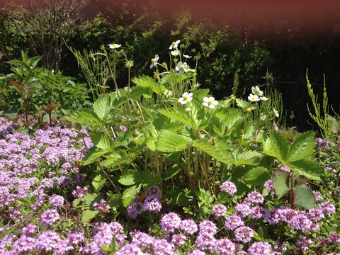 ワイルドストロベリーの花