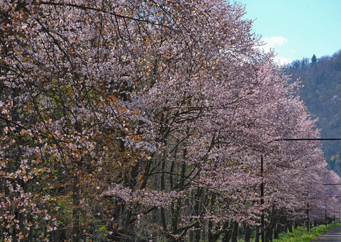P5030074@