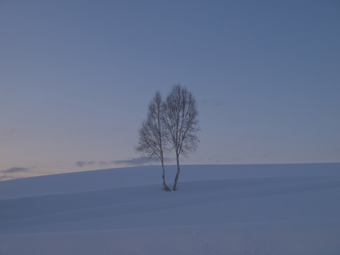 イチャイチャの木２