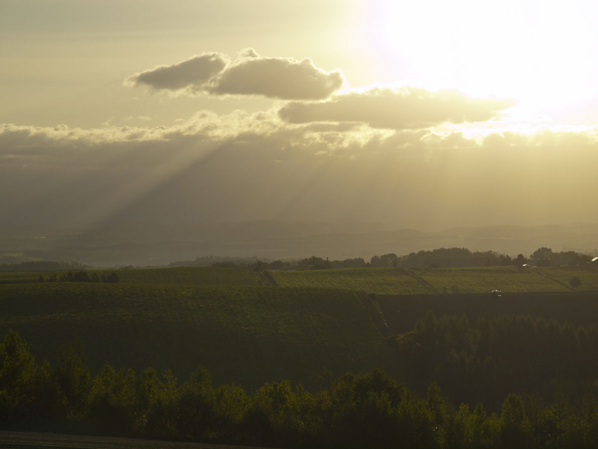 丘の旅人 初秋の美瑛の旅 最終日