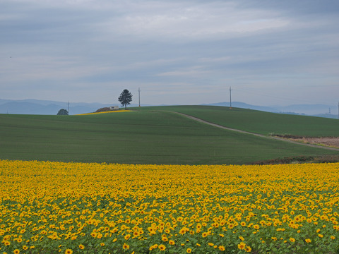 PA171450@