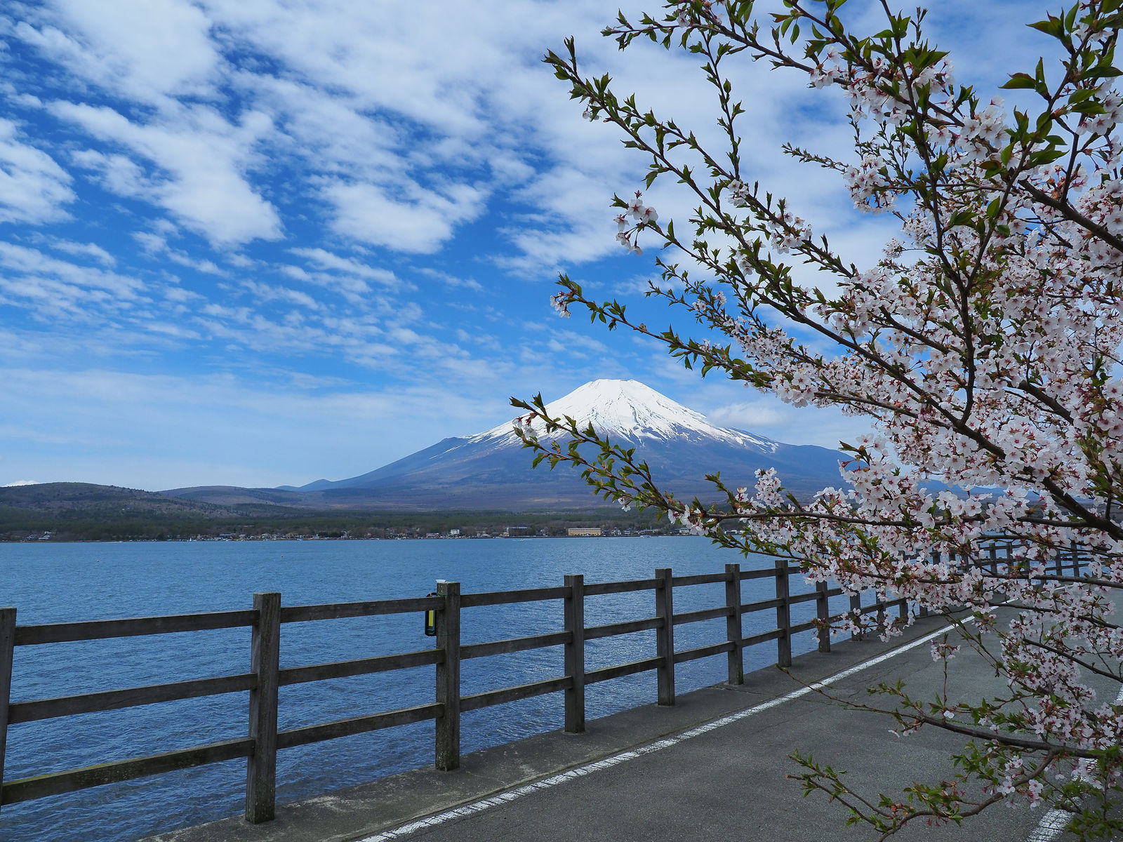 丘の旅人 富士芝桜まつり