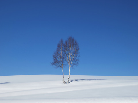 イチャイチャの木