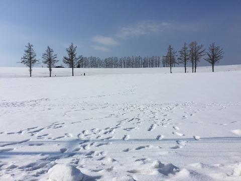 雪上に残された人間の醜い足跡①