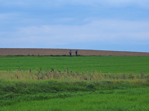 畑のど真ん中を歩く2人のアフガニスタン人